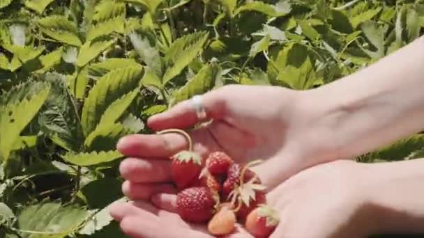 Um punhado de morangos maduros nas mãos de uma menina em uma fazenda orgânica . — Vídeo de Stock