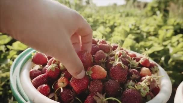 Ein Mädchen nimmt eine Erdbeere aus einem Eimer und untersucht sie. — Stockvideo