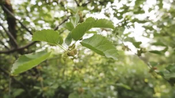 Свіжа незріла муліне в природі, органічна муліне, що звисає на гілках дерев . — стокове відео