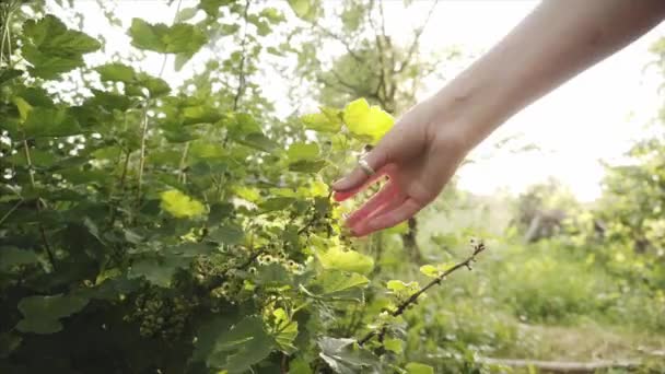 Молодий фермер перевіряє плоди нестислої смородини в органічному саду . — стокове відео