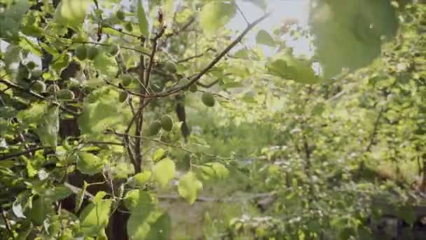 Ветка свежих незрелых абрикосов. Сбор органических фруктов на ферме . — стоковое видео