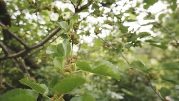 Frutos silvestres de amoreira não maduros pendurados em um galho de árvore e balançam no vento . — Vídeo de Stock