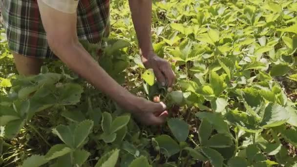 Senior vrouw plukken rijpe aardbeien tijdens de oogsttijd in de tuin. — Stockvideo
