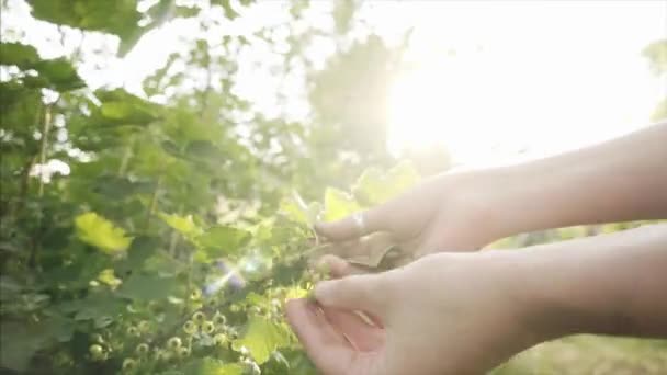 Hand Farmer meisjes controleert de vruchten van onrijpe krenten in de tuin. — Stockvideo