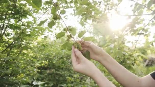 Female hand checking unripe mulberry fruits on a tree branch. — Stock Video