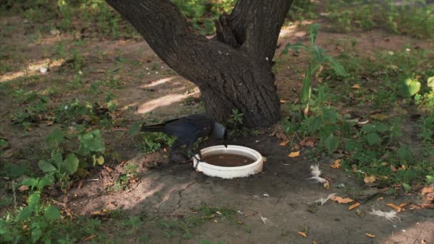 Batı jackdaw sıcak bir yaz gününde suda yıkanıyor. — Stok video