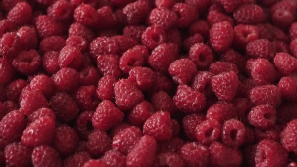 Fresh organic raspberry berries. Close up shot. — Stock Video