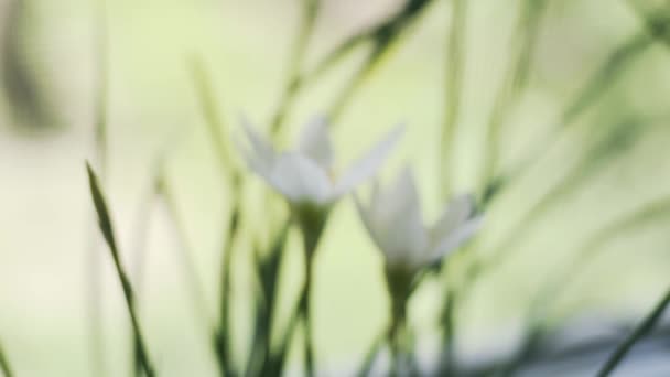 Zephyranthes ou lírio de chuva branco no peitoril da janela . — Vídeo de Stock