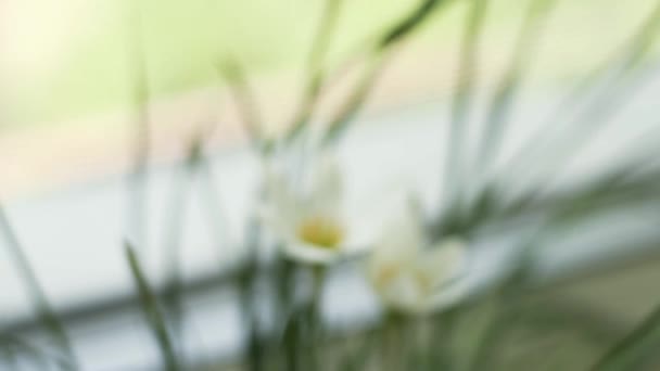 Zephyranthes or white rain lily blooms on the windowsill. Slow motion. — Stock Video