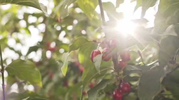 Cornelian kiraz Küçük kırmızı meyveleri. Kızılcık, cornus mas. — Stok video