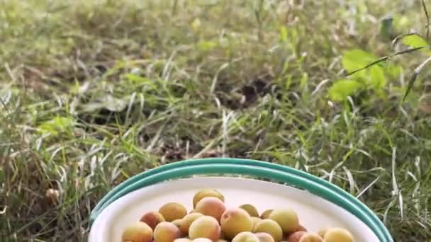 Спелые желтые органические сочные абрикосы в белом ведре . — стоковое видео