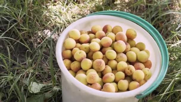 Спелые желтые органические абрикосы в белом ведре . — стоковое видео
