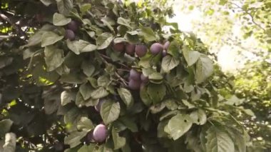 Olgun organik erik bir demet, akşam saati, yavaş hareket.