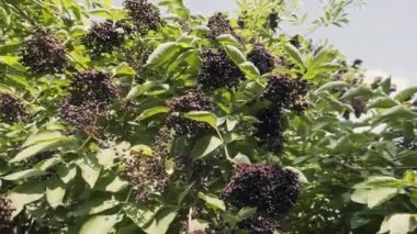Olgun Avrupa siyah mürver demet rüzgarda salya.