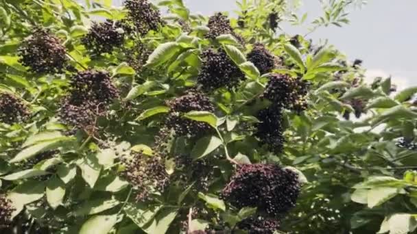 一群成熟的欧洲黑老莓在风中摇摆. — 图库视频影像