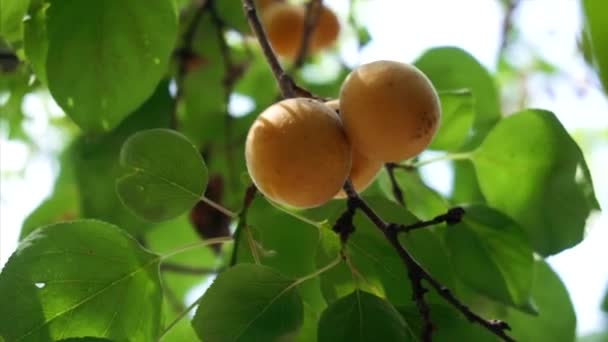 Mogna saftiga ekologiska aprikoser hänga på en gren. Slow motion. — Stockvideo