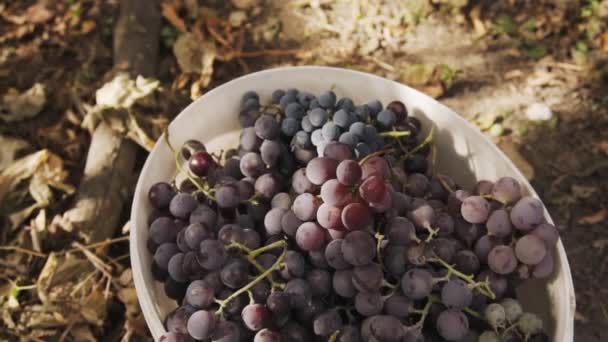 Rijpe trossen van blauwe sappige druiven in een witte emmer. Slow Motion. — Stockvideo