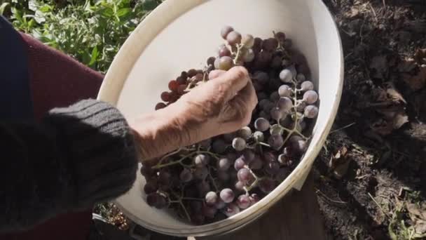 Stará žena shromažďuje a kontroluje podzimní sklizeň zralých hroznů. — Stock video