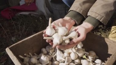 Genç bir çiftçi kızın elinde organik olgun sarımsak bir avuç.