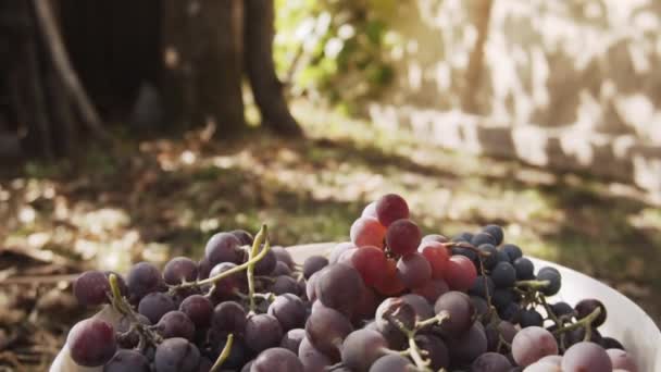 Uvas orgánicas maduras en un cubo blanco en el jardín. Primer plano. . — Vídeo de stock