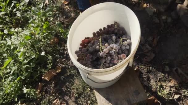 Rijpe trossen van blauwe sappige druiven in een witte emmer. Slow Motion-opname. — Stockvideo