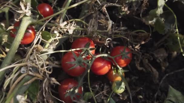 Slow Motion shot van rijpe rode biologische tomaten. — Stockvideo