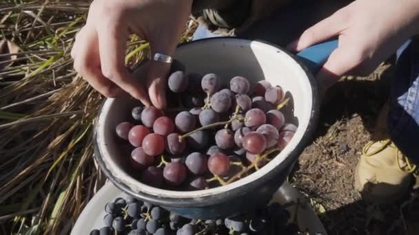 Mujer joven comprueba la cosecha otoñal de uvas maduras. Movimiento lento . — Vídeos de Stock