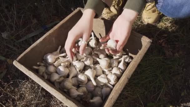 Farmer lány ellenőrzi a frissen szedett bio fokhagyma minőségét egy fadobozban. — Stock videók
