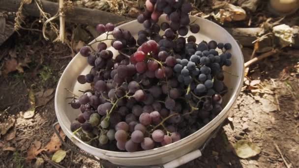 Boer controleert de kwaliteit van een blauwe biologische druiven. Herfst tijd. Close-up opname. — Stockvideo