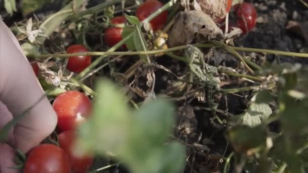 Jardinero mujer mano comprueba la madurez de jugosos tomates orgánicos . — Vídeos de Stock