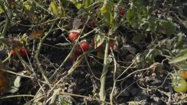 Olgun kırmızı organik domateslerin yavaş çekim görüntüleri. Tarım işi, sağlıklı yaşam tarzı. 