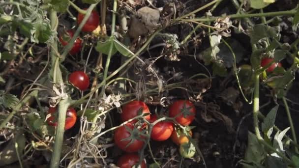 Spinning gimbal shot van een sappige biologische rode tomaten. — Stockvideo