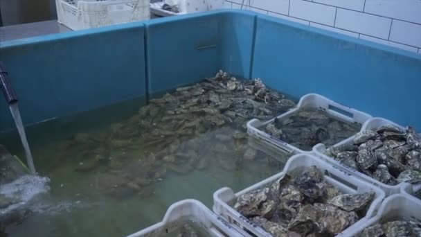 Viele hochwertige frische Austern in verschiedenen Größen auf dem Fischmarkt. — Stockvideo