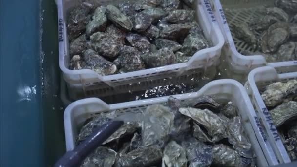 Close-up de uma ostras frescas em água fria no mercado de peixe. Produção de diferentes países . — Vídeo de Stock