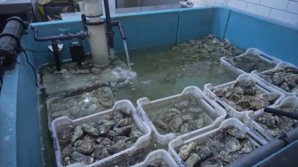 Свіжі високоякісні устриці занурюють стару воду на рибний ринок. Різні кошики з устрицями . — стокове відео