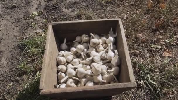 Nahaufnahme einer Menge reifen Knoblauch aus biologischem Anbau in einer Holzkiste. — Stockvideo
