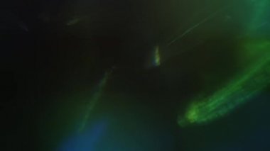 Bayramlık holografik mercek fişekleri. Sürrealist ışık geçişleri. Işığın huzuru karanlık uzayda parlar..