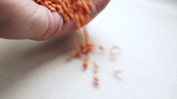 Um vegan derrama um punhado de lentilhas vermelhas cruas de sua mão em uma mesa ou superfície branca . — Vídeo de Stock