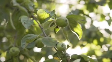 Organik bir çiftliğin bahçesinde olgunlaşmamış yeşil elmalar gün batımında rüzgarda sallanan bir dal..