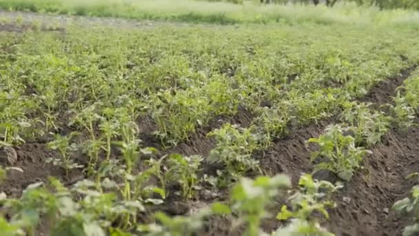 Výhonky mladých brambor na rodinné plantáži ekologická zelenina a ovoce, ekofarma. — Stock video