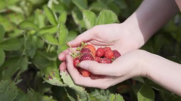 Die Bäuerin, eine Arbeiterin, zeigt eine Handvoll Erdbeeren in den Palmen gegenüber einer Erdbeerplantage. — Stockvideo