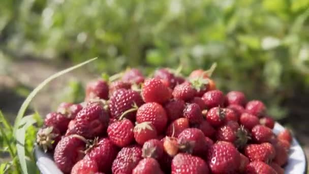 Cosecha de fresas orgánicas recién recogidas en un recipiente de hierro en una casa de verano o eco-granja . — Vídeos de Stock