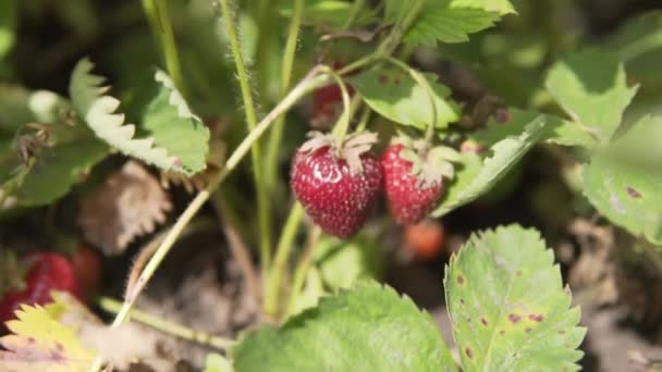 Rijpe aardbeien, biologische oogst op een eco-boerderij, gezond voedsel, vitaminen, landbouwbedrijf. — Stockvideo