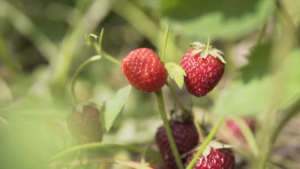 Mogna saftiga ekologiska jordgubbar växer på en ekologisk gård, redo för skörd och försäljning. — Stockvideo