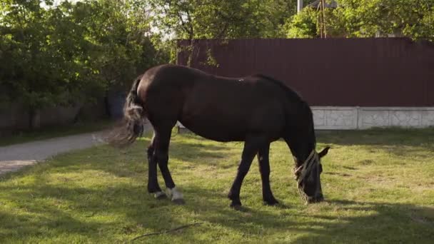Koń wypasa się na łące na wsi, zjada trawę w pobliżu ogrodzenia domku letniskowego. — Wideo stockowe