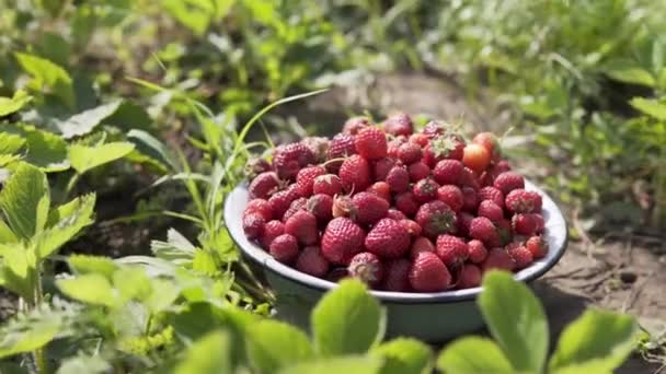 すぐに食べられる収穫新鮮な有機イチゴ、販売の準備ができているエコファームの果実の作物. — ストック動画