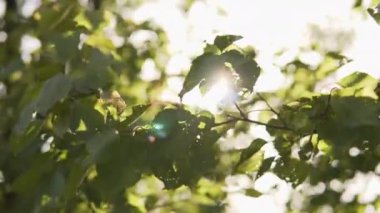Kayısı ağacının bir dalı, güneş ışınları hastalıktan ya da böceklerden etkilenen yaprakların arasından geçiyor.. 