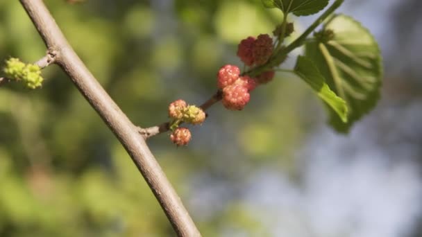 Frutos de amoreira em um ramo de uma árvore, bagas frescas, frutos de madeira de amoreira em um fundo embaçado . — Vídeo de Stock