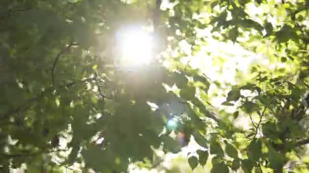 Το φως του ήλιου περνά μέσα από τα φύλλα της ασπιρίνης το βράδυ. — Αρχείο Βίντεο