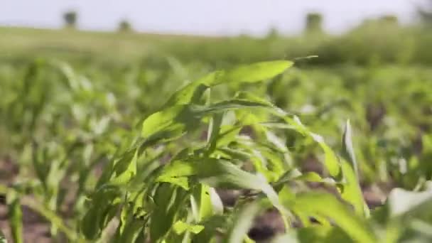 Germes d'un jeune maïs bio vert se balançant dans le vent sur un champ de maïs. — Video